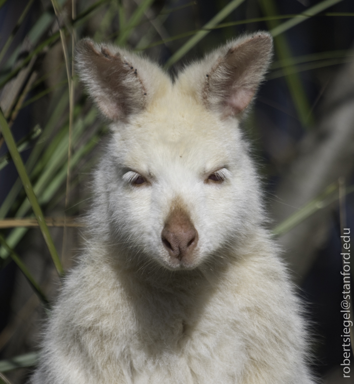 wallaby